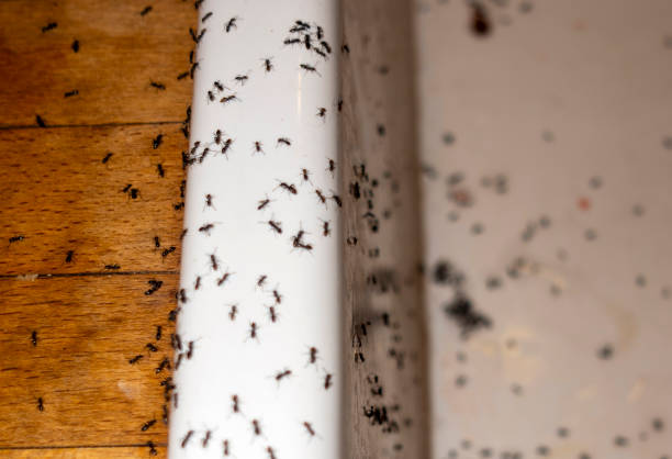 Best Emergency Pest Control  in Prairie Heights, WA