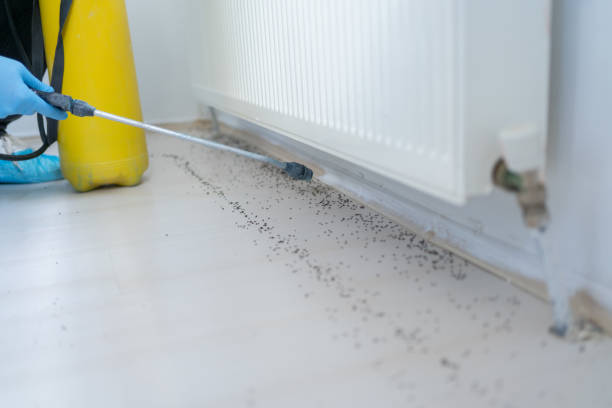 Best Insect Control  in Prairie Heights, WA